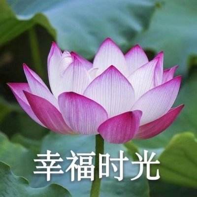 三国诛将录下载手机版安装