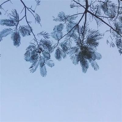 养不大官方下载