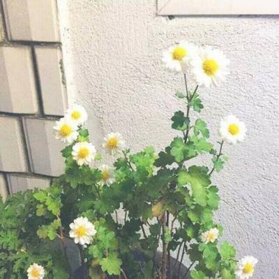 傲世霸业官方版下载